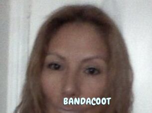 BANDACOOT